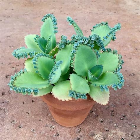 mother of thousands plants.